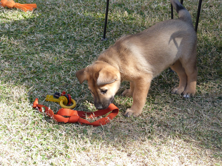 chinook dog